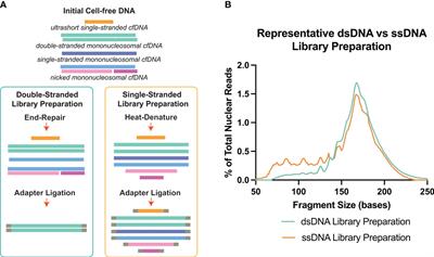 A review on the impact of single-stranded library preparation on plasma cell-free diversity for cancer detection